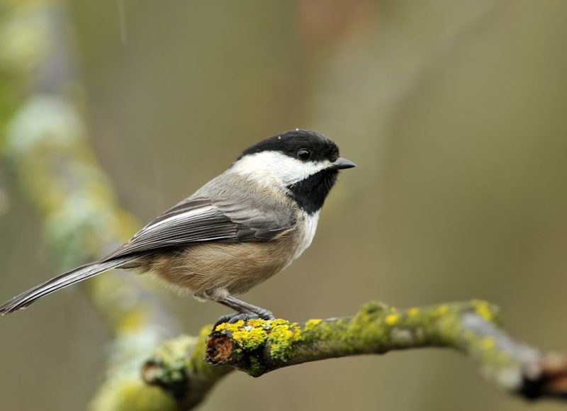 Chickadee bird on a branch