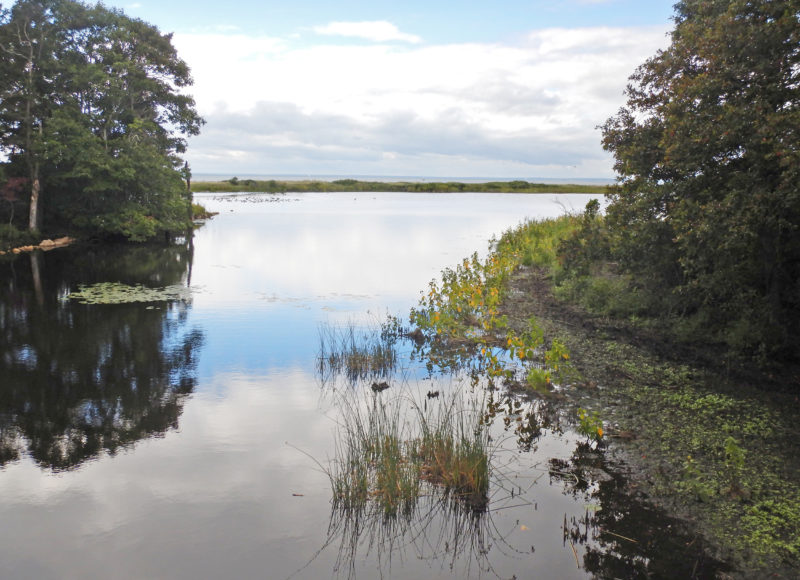 Marshes along the edge of Flume Pond in Falmouth