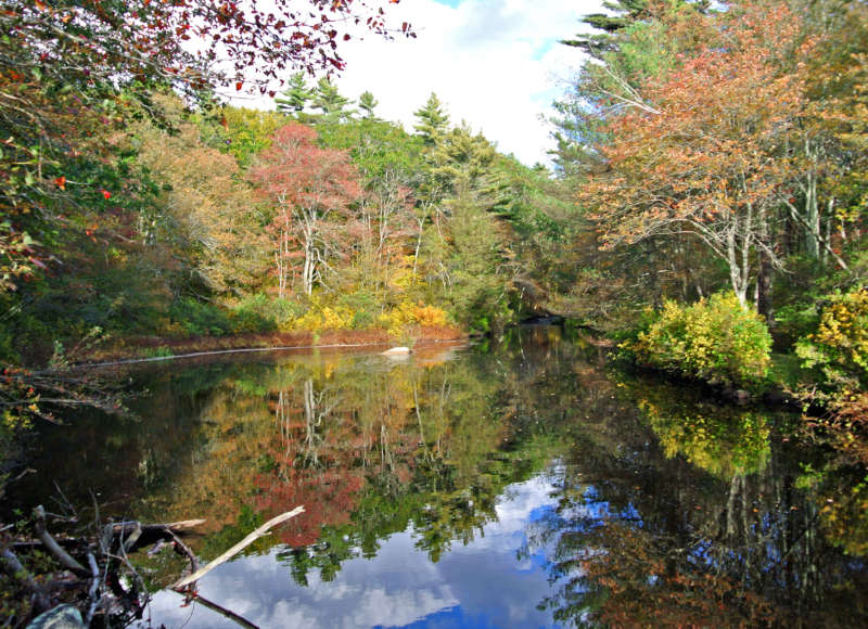 Trees reflected on the surface of Forge Pond in Westport