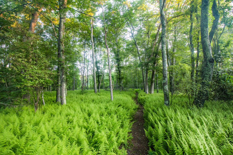 Trail through a thick field of ferns in the woods at Westport's Headwaters Conservation Area