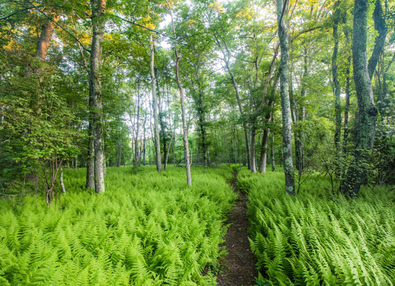 Trail through a thick field of ferns in the woods at Westport's Headwaters Conservation Area