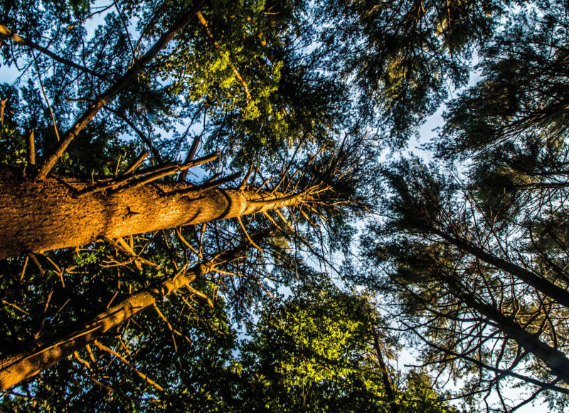 Canopy of tall white pines at Headwaters Conservation Area in Westport