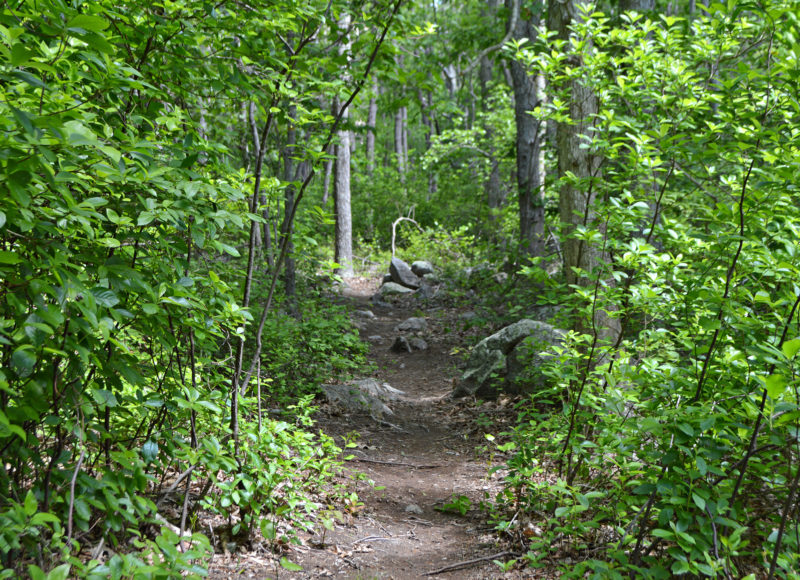 Trail through green trees studded with boulders at Kelly Woodland