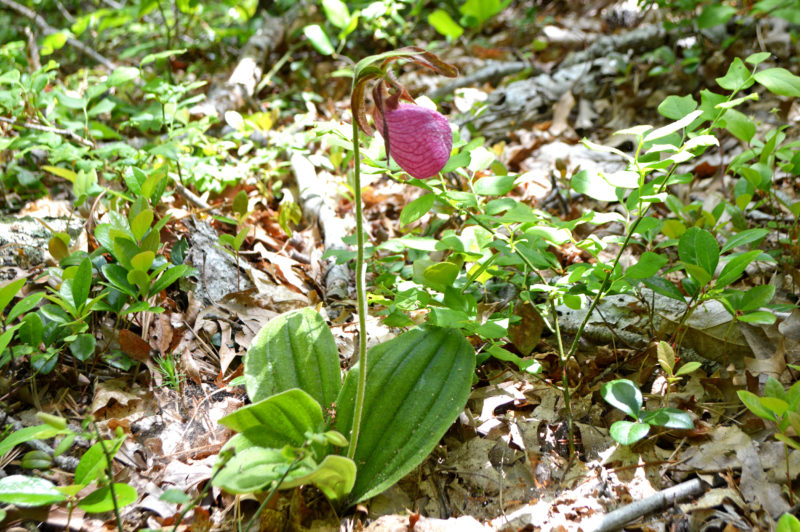Pink lady slipper in the undergrowth of Kelly Woodland in Falmouth