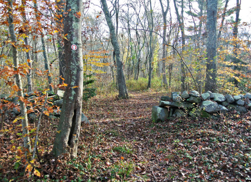 Stone walls in colorful autumn woods at Old Harbor Wildlife Refuge in Westport