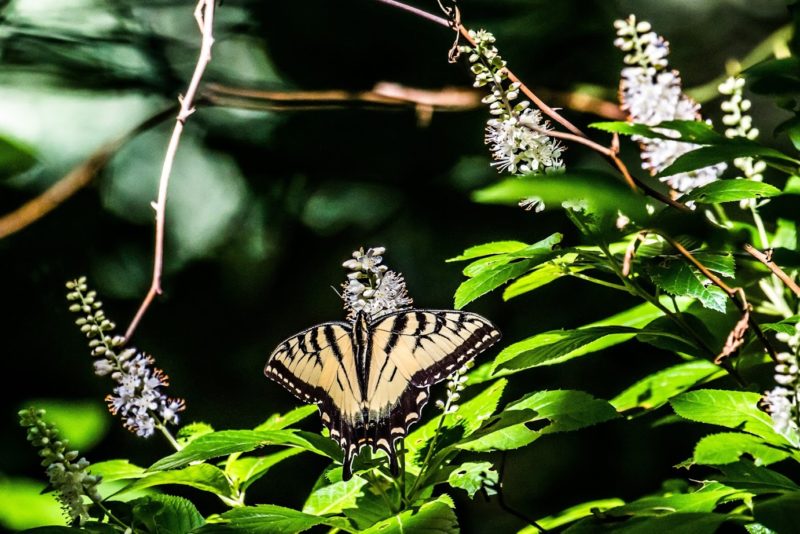 A tiger swallowtail butterfly on wildflowers at Westport's Old Harbor Wildlife Refuge