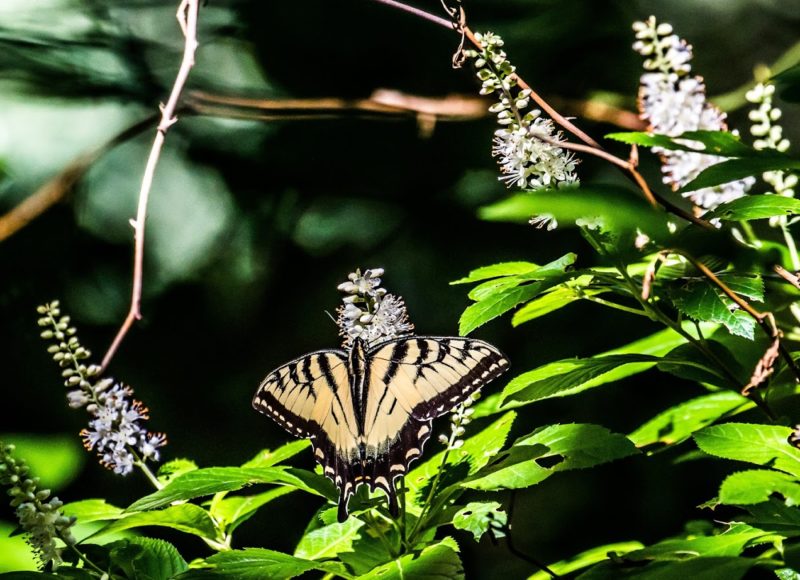 A tiger swallowtail butterfly on wildflowers at Westport's Old Harbor Wildlife Refuge