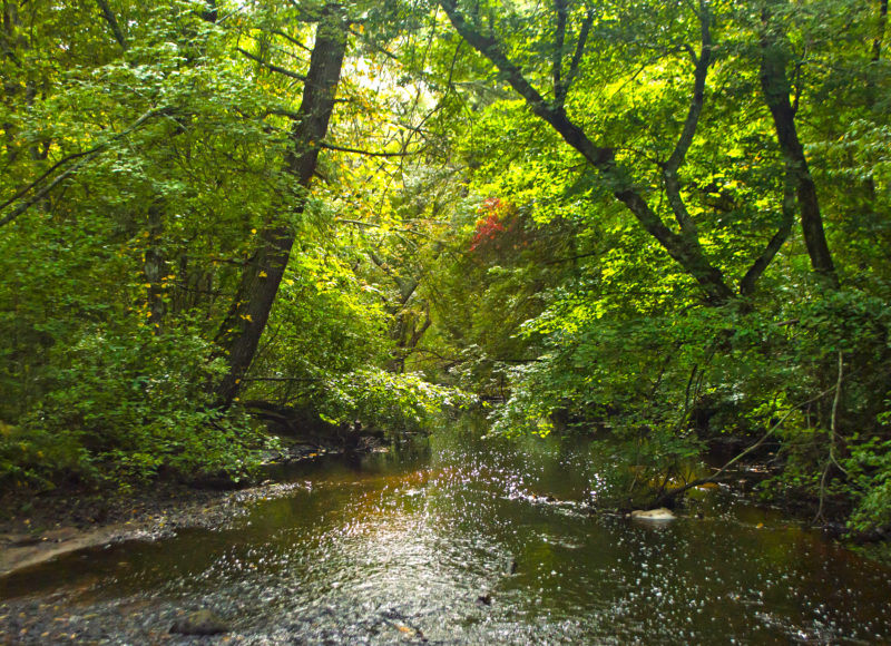 The Paskamansett River flowing beneath trees at Paskamansett Woods in Dartmouth