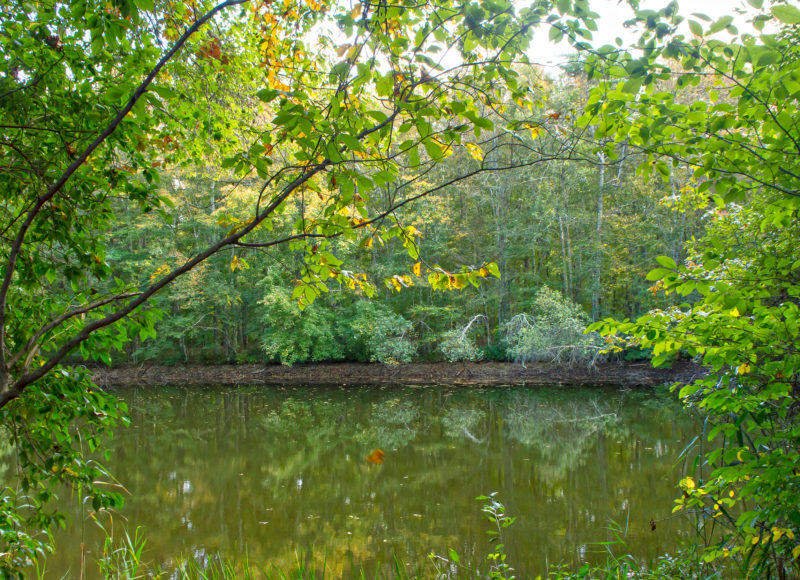 Spring-fed pond in the woods at Wernick Farm in Dartmouth.