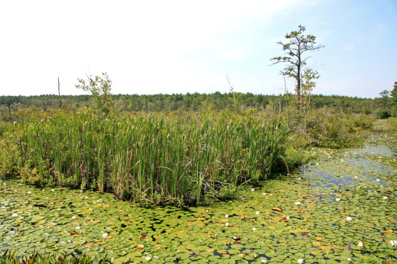 freshwater wetland at The Bogs in Mattapoisett