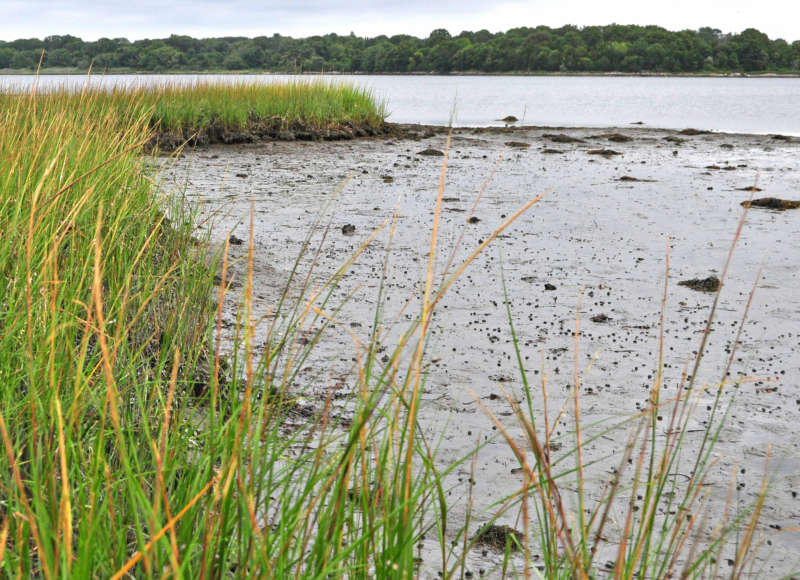 eroded salt marsh in the Westport River