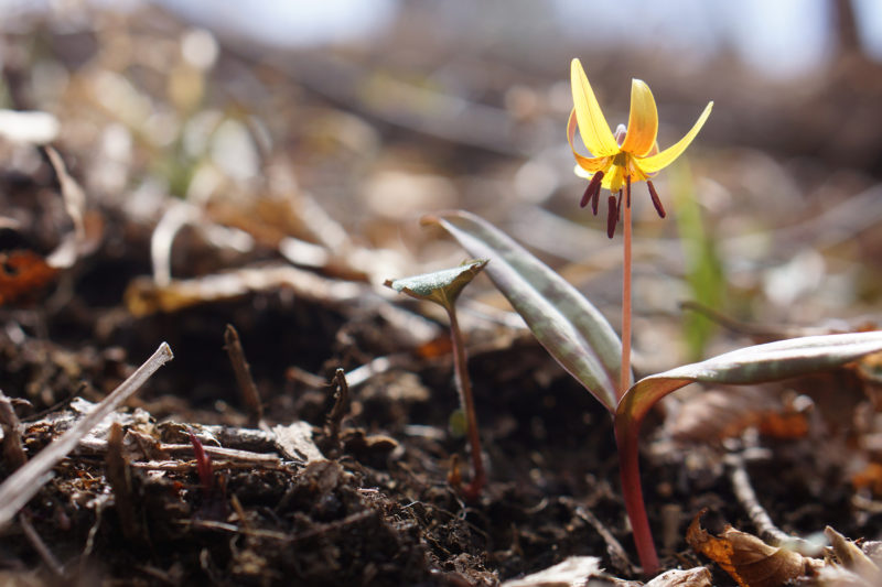 A yellow trout lily flower growing from the forest floor