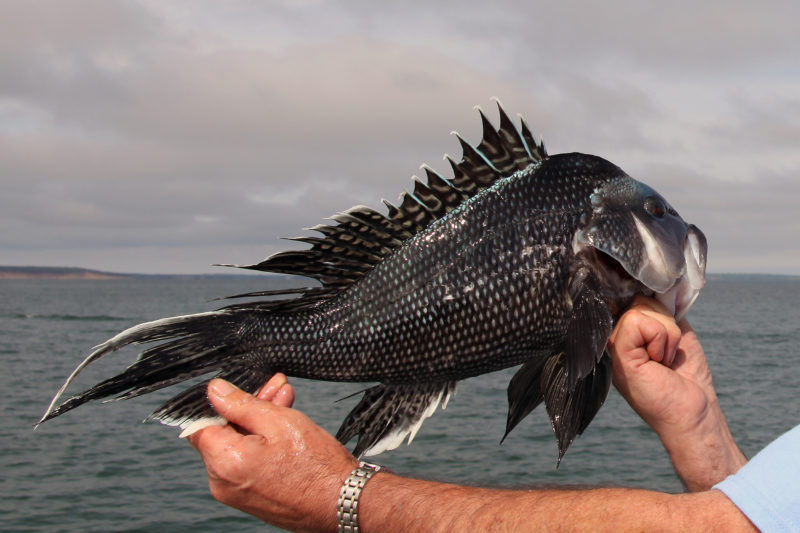 Man holding black sea bass