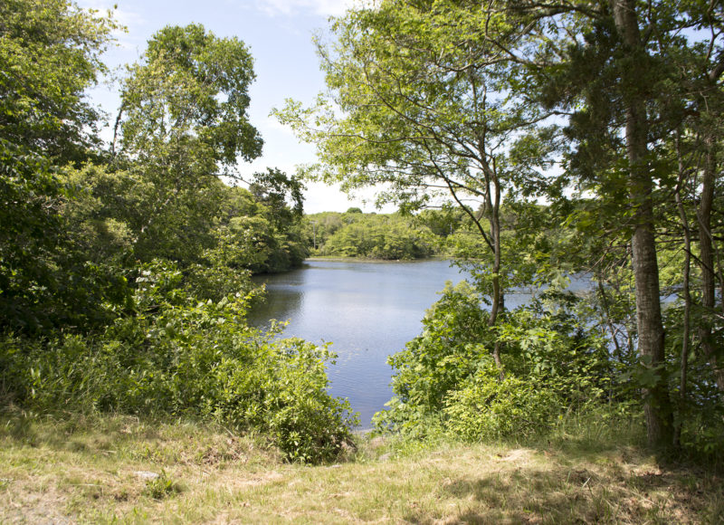 The path down to Miles Pond in Falmouth during spring