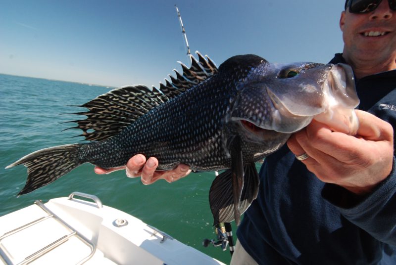 A black sea bass held by a fisherman