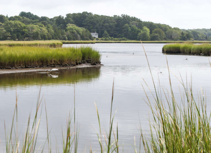 Birds on the inner West Branch of the Westport River