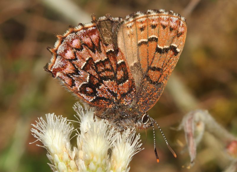 Eastern Pine Elfin butterfly on a flower