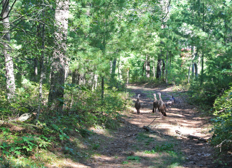 A group of turkeys in the trail at Collins Woodlot at Falmouth