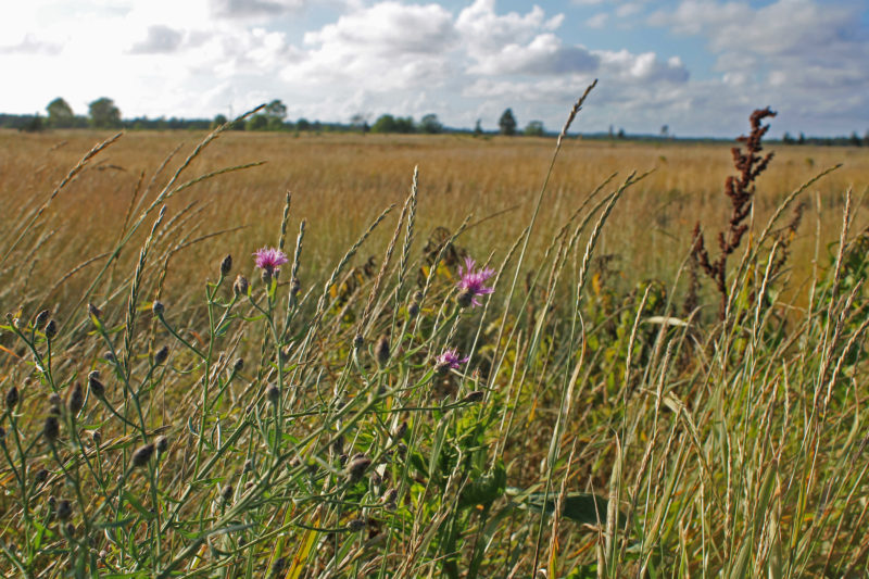 Flowers in Frances Crane grassland