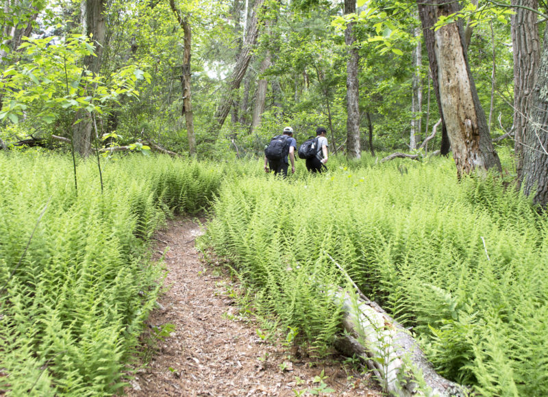 Ferns growing in a forest clearing at Falmouth's Kettle Holes Conservation Area