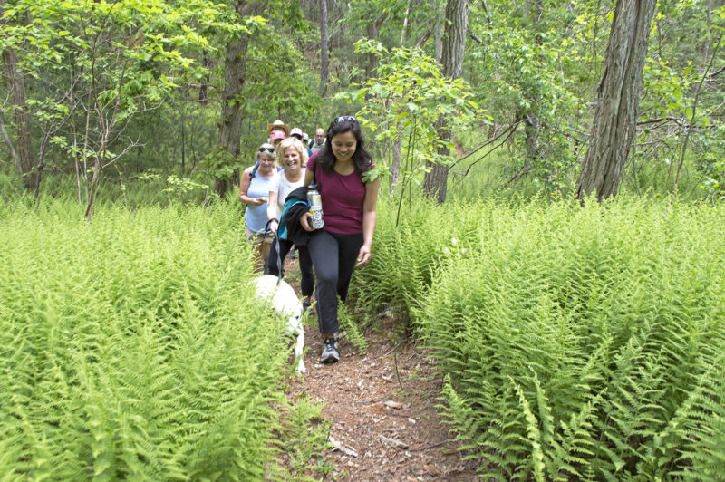 A group walks up a hill growing thick with ferns at Kettle Holes Conservation Area in Falmouth