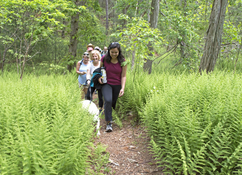 A group walks up a hill growing thick with ferns at Kettle Holes Conservation Area in Falmouth