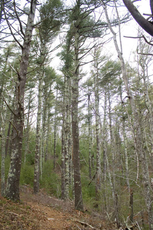Tall white pine trees around the glacial bowl at Mock Moraine Trails in Falmouth