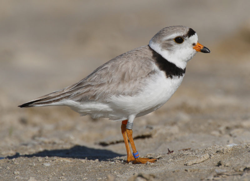A piping plover bird on the beach