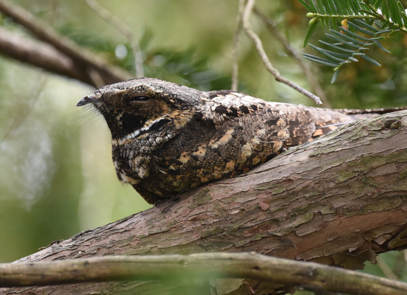 An Eastern whip-poor-will bird on a tree branch