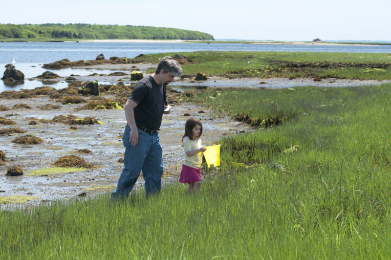 A father and daughter holding a yellow bucket walk through a Little Bay salt marsh in Fairhaven