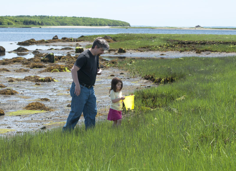 A father and daughter holding a yellow bucket walk through a Little Bay salt marsh in Fairhaven