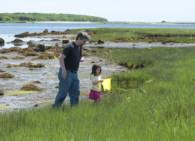 41 places you can explore a salt marsh – some wildlife might find there - Buzzards