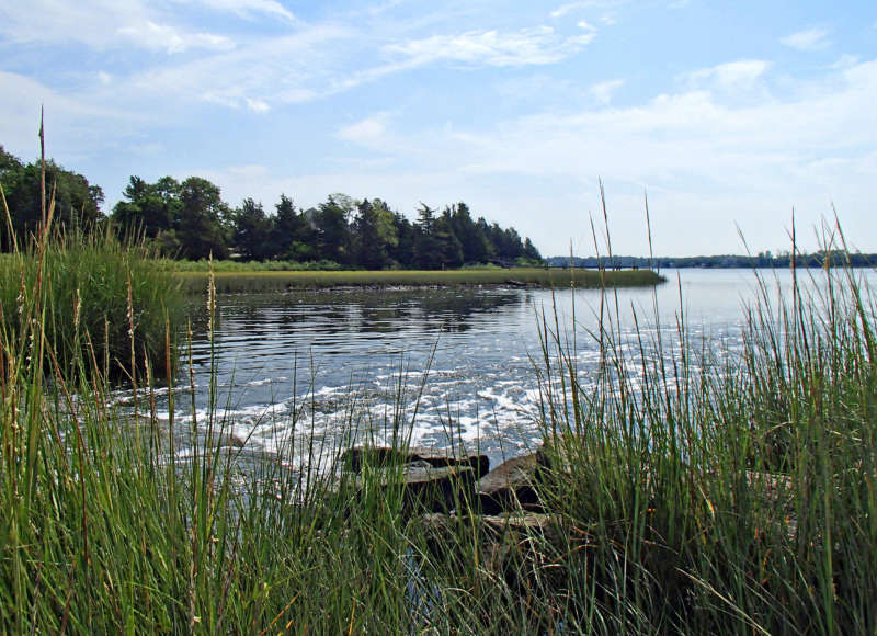 View of Apponagansett Bay through salt marsh along water's edge