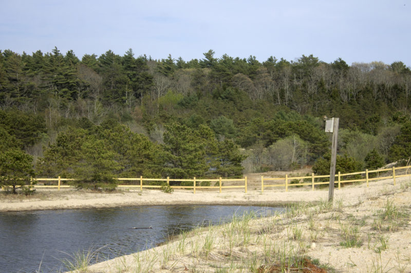 A bird box overlooking a flooded vernal pool at Breivogel Ponds Conservation Area in Falmouth