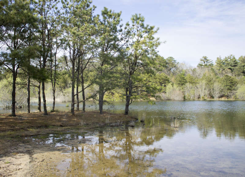 A peninsula with several pine trees extending into a shallow freshwater pond