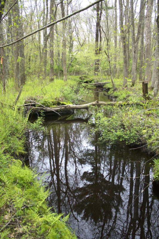 A flat stream reflecting the trees in green woods at Carvalho Farm in Fairhaven