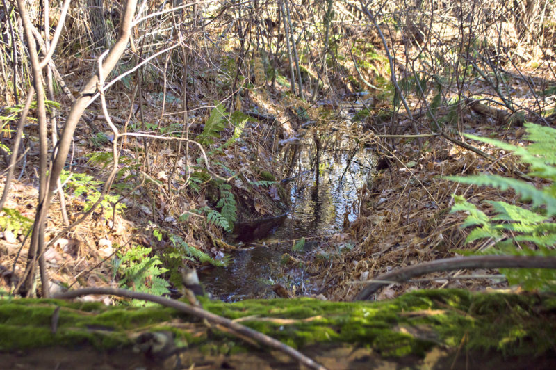 A small stream off the trail at Hagemann Woods in Marion