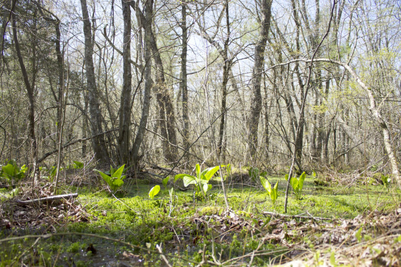 Green wetland between the early spring trees at Haskell Swamp Wildlife Management Area