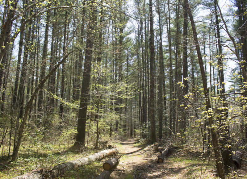 Tall, ramrod-straight trees along the trail at Haskell Swamp Wildlife Management Area