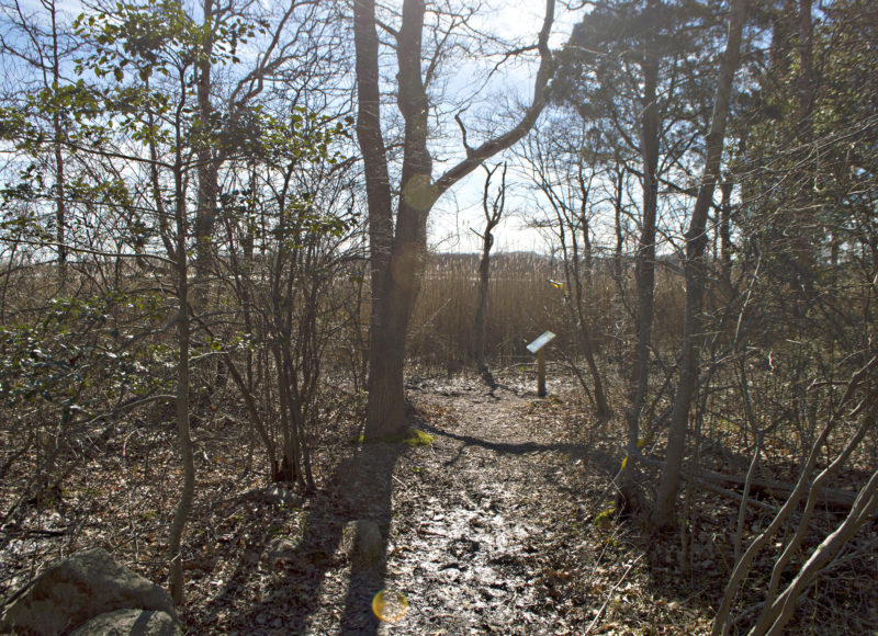 Woodland trail leading out to tall grasses at the edge of a marsh