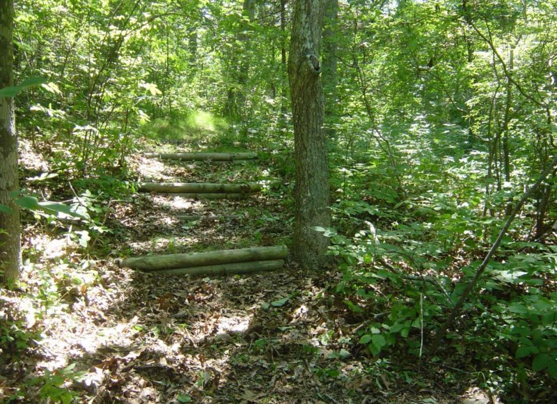 Wooden logs set into a leafy hillside to form steps at New Bedford Garden Club Reserve