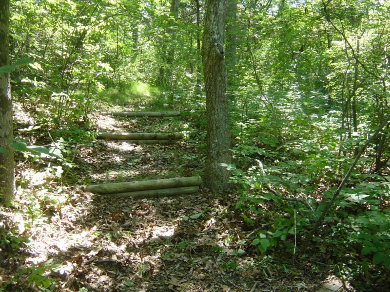 Wooden logs set into a leafy hillside to form steps at New Bedford Garden Club Reserve