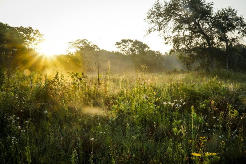 A misty dawn over the wildflowers of Old Aucoot District in Mattapoisett