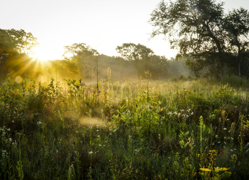 A misty dawn over the wildflowers of Old Aucoot District in Mattapoisett