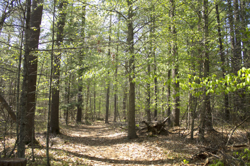 A sweet birch with new green leaves next to the Rochester Town Forest trail