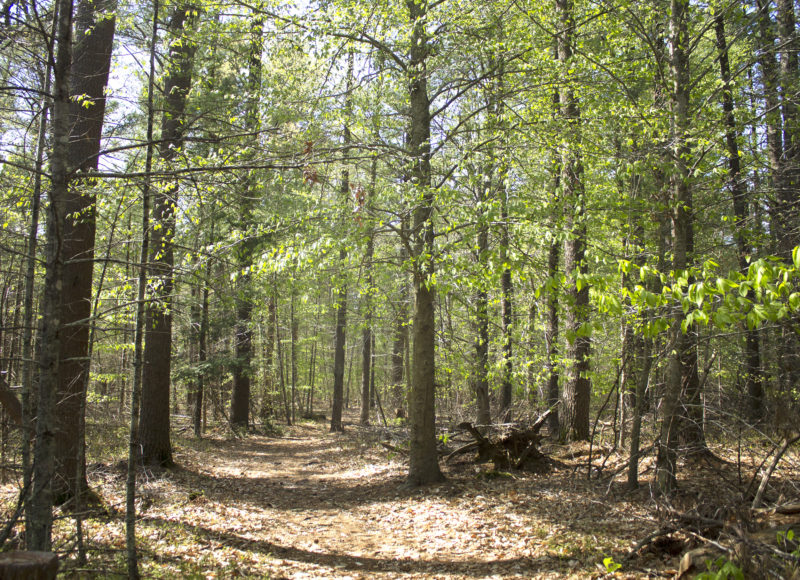 A sweet birch with new green leaves next to the Rochester Town Forest trail