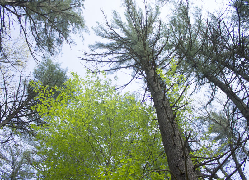 Several tall pine trees with a smaller sweet birch between them