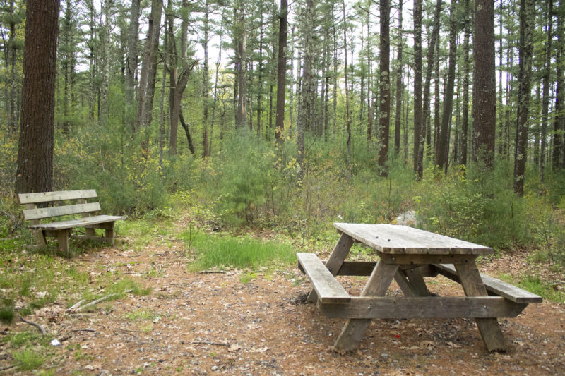 Wooden picnic table and bench beside tall pine woods