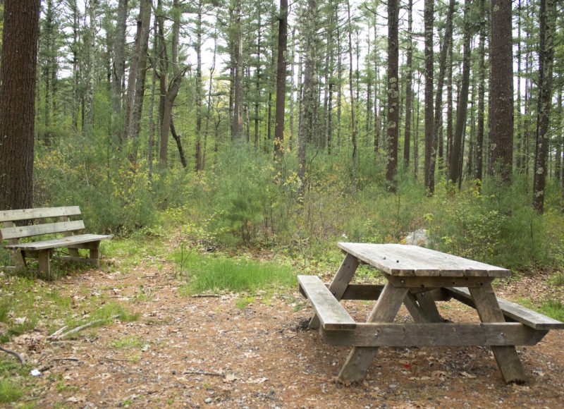 Wooden picnic table and bench beside tall pine woods