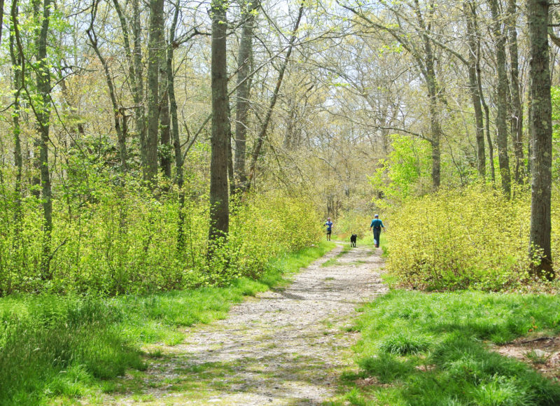 Two people and a dog on a leafy forest trail at Simmons Mill Pond Management Area